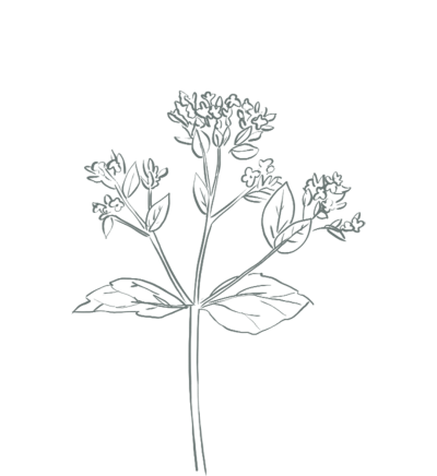 Bloem Bloei