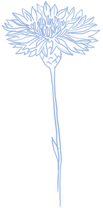 Bloemen Bloei Gent