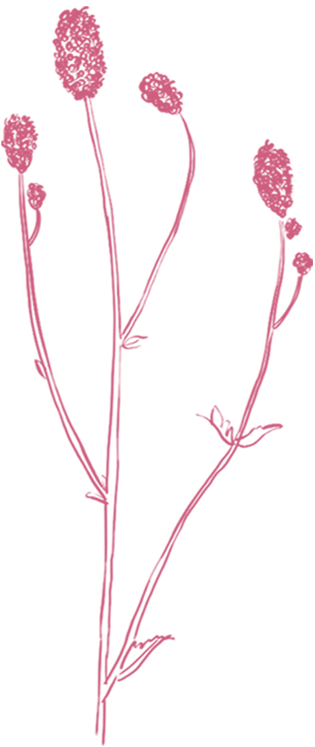 Bloemen Bloei Gent